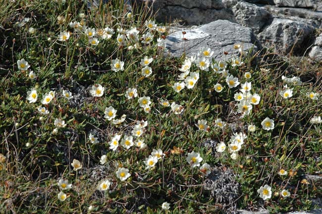 Natura impazzita?